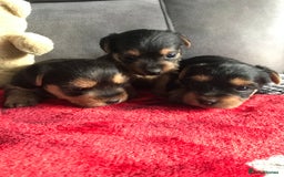 Yorkshire Terrier dogs for sale: Yorkshire Terrier  - Image 4