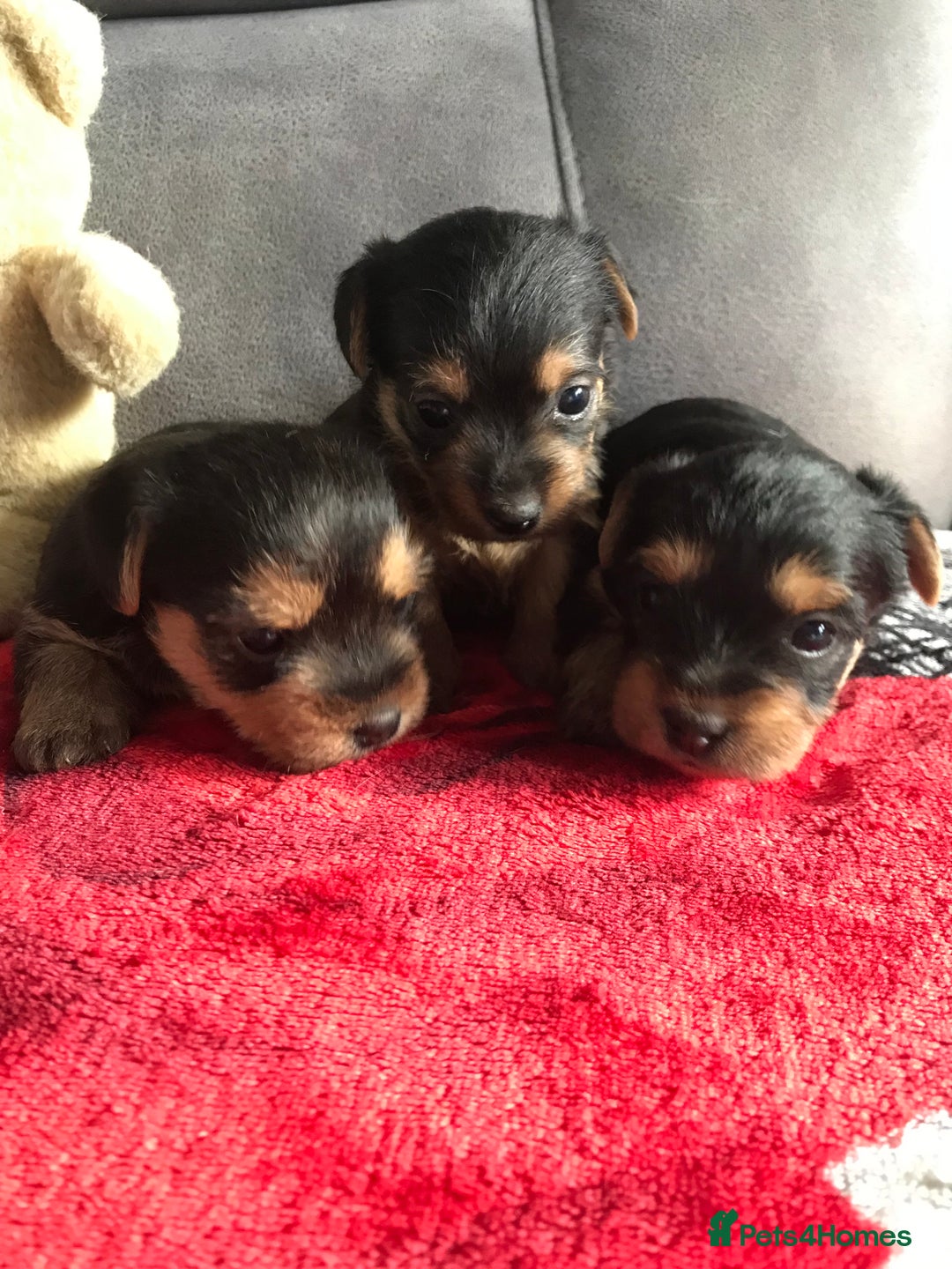 Yorkshire Terrier dogs for sale: Yorkshire Terrier  - Image 4