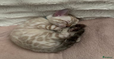 Bengal cats - Advert 3