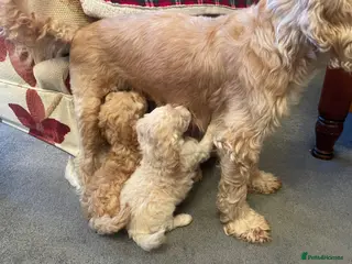 Cockapoo dogs 6 Cokapoo puppies - Advert 2