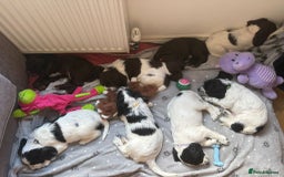 Sprocker dogs for sale: Sprocker puppies. Ready to leave 10th October.  - Image 1
