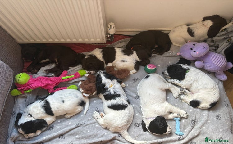 Sprocker dogs - Advert 16