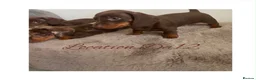 Miniature Dachshund dogs for sale: 4 True miniature dachshund boys  - Advert 9
