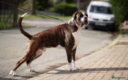 Boxer dogs for sale: Beautiful Boxer Puppies – Due Mid-November - Image 6