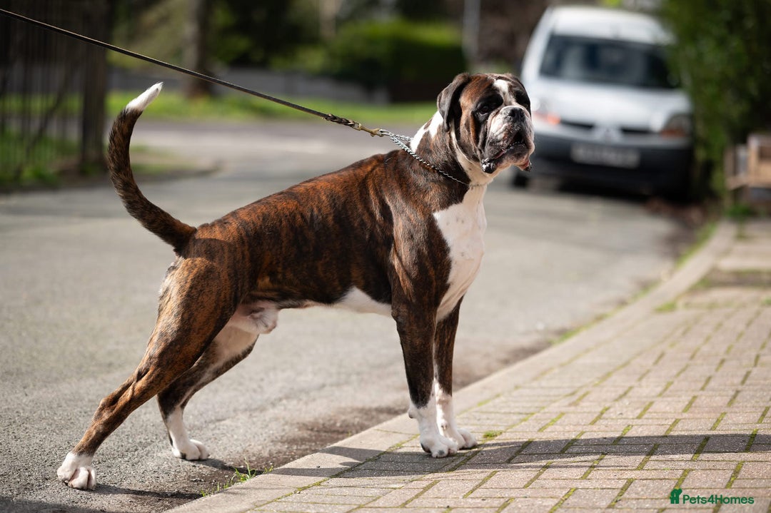 Boxer dogs for sale: Beautiful Boxer Puppies – Due Mid-November - Image 6