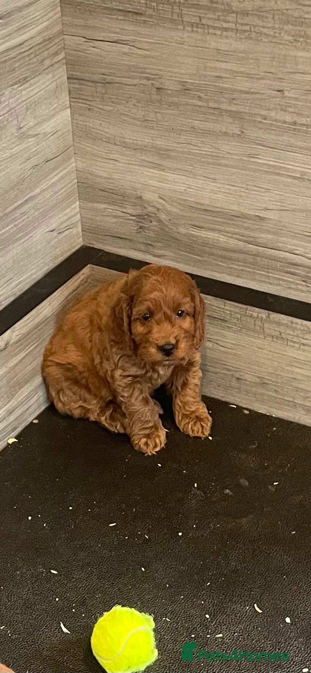 Cockapoo dogs for sale: COCKAPOO PUPS - Advert 16