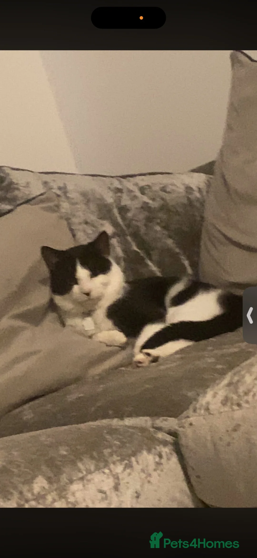 Mixed Breed cats for sale: REHOMING TWO GORGEOUS CATS  - Advert 7