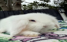 Mini Lion Lop rabbits for sale: Beautiful Teddywidder Boy - Image 9
