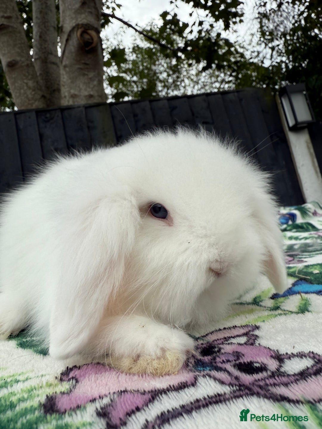 Mini Lion Lop rabbits for sale: Beautiful Teddywidder Boy - Image 9