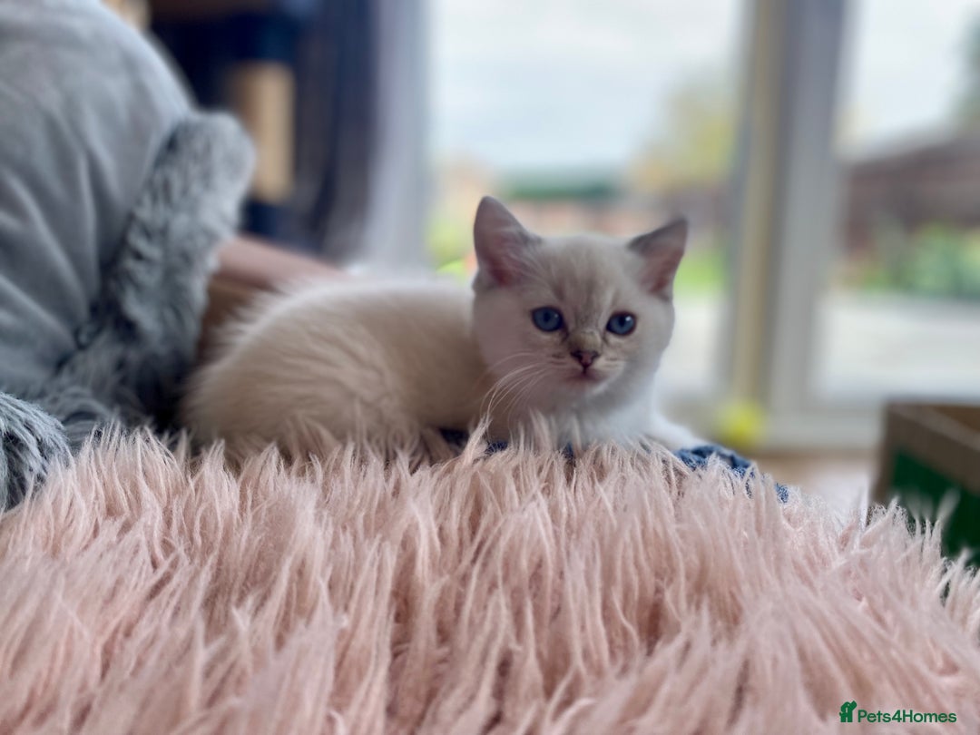 Ragdoll cats for sale: Ragdoll X British  - Advert 10