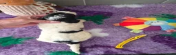 Saint Berdoodle dogs for sale: Miniature F1b Saint Bernadoodles  - Advert 15