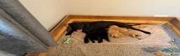 Labrador Retriever dogs for sale: KC Pedigree Labradors for sale  - Advert 20