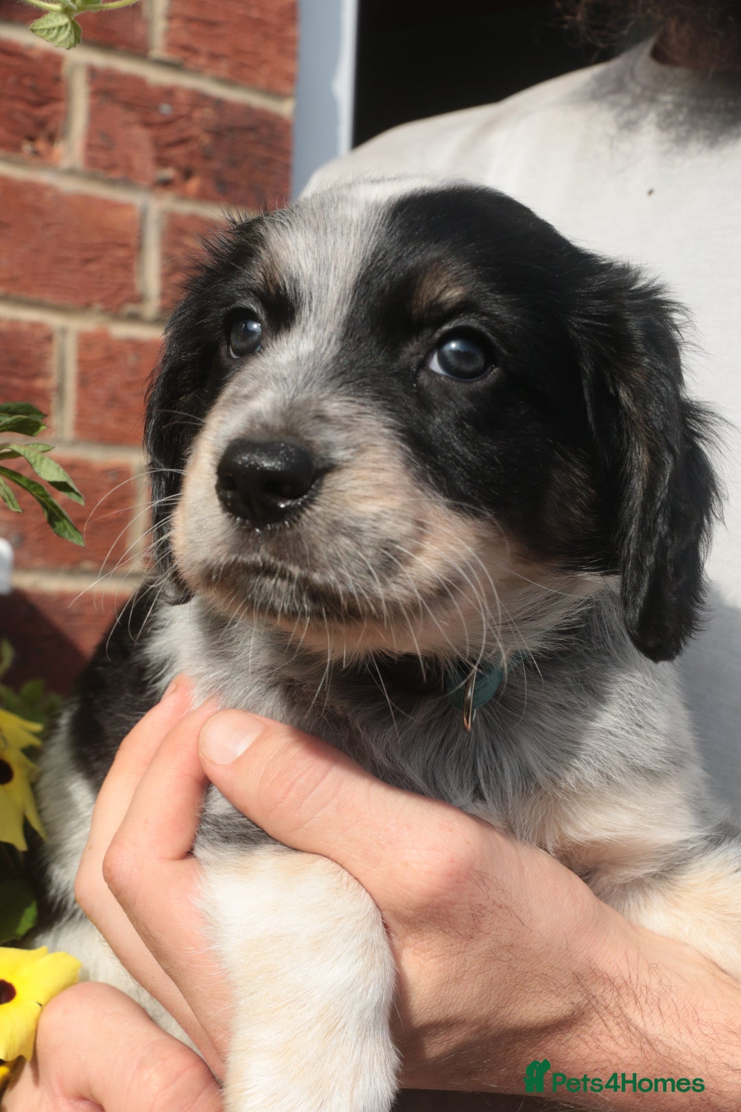 Mixed Breed dogs for sale: Merle Sprollies/Cotralian - Image 8