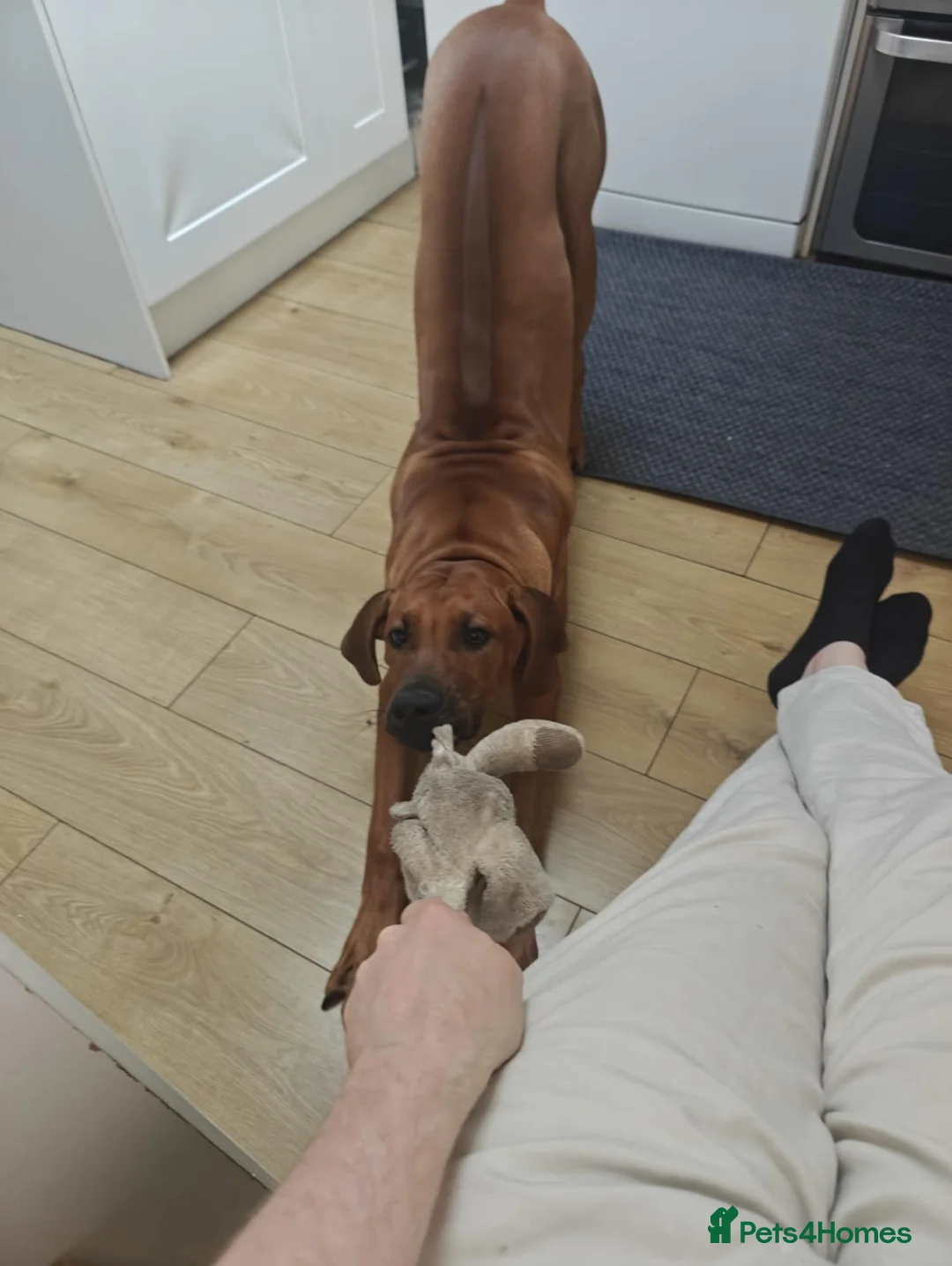 Rhodesian Ridgeback dogs for sale: Beautiful Boy 7 month Pure Breed  - Advert 3