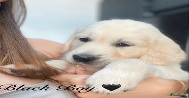 Golden Retriever dogs - Advert 5