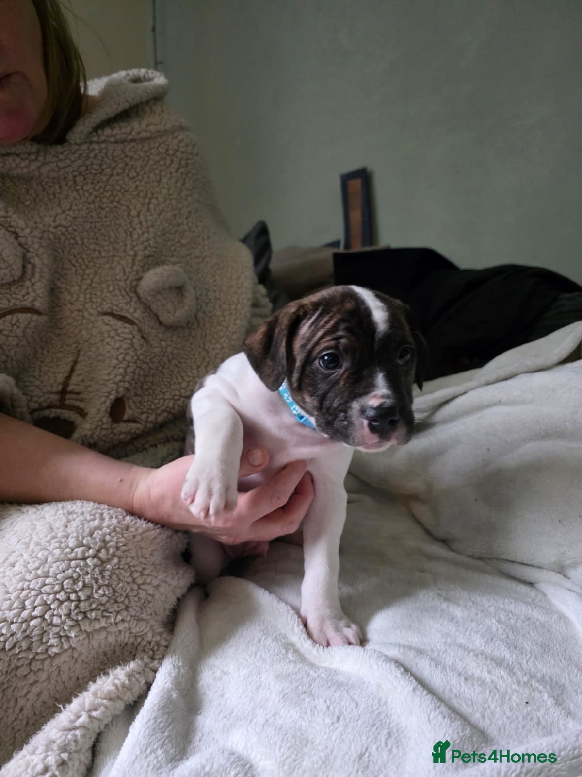 Staffordshire Bull Terrier dogs Staffordshire bull terrier puppies for sale  - Advert 18