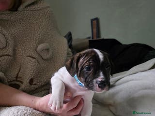 Staffordshire Bull Terrier dogs Staffordshire bull terrier puppies for sale - Advert 3