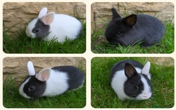 Mixed Breed rabbits for sale: Beautiful dwarf cross bunnies - Advert 1