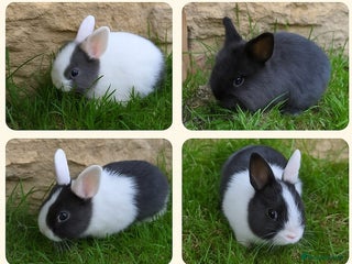 Mixed Breed rabbits Beautiful dwarf cross bunnies - Advert 1