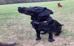 Labrador Retriever dogs for sale: 8 Fox Red/Black Working Labradors - Image 8