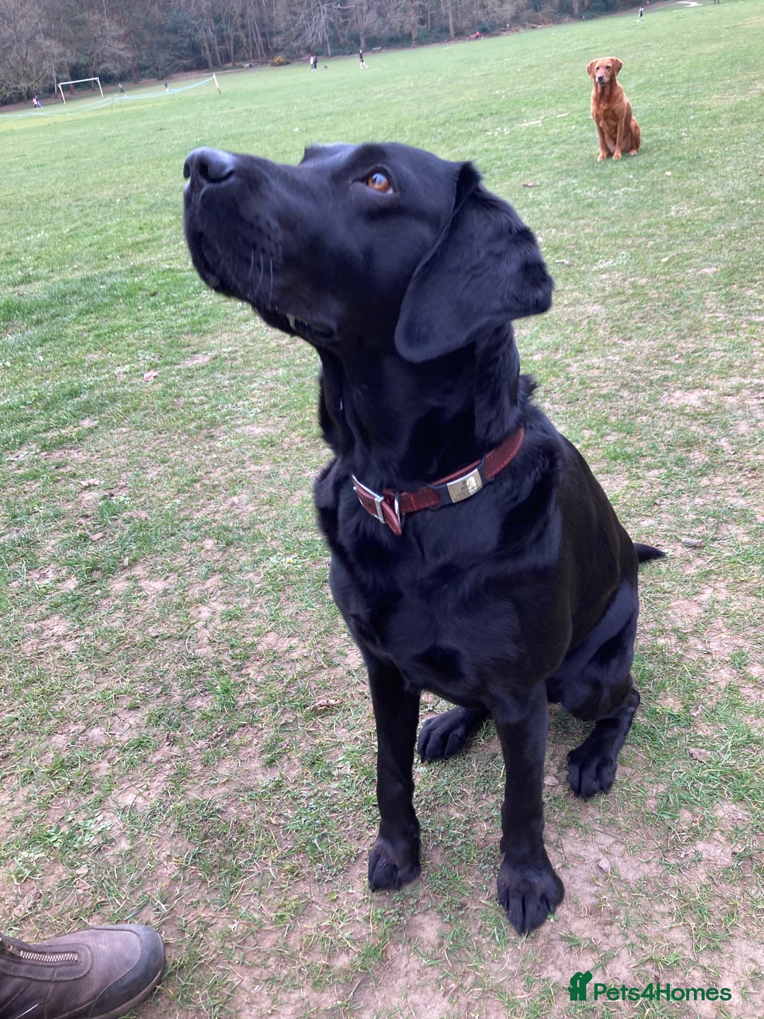 Labrador Retriever dogs for sale: 8 Fox Red/Black Working Labradors - Image 8