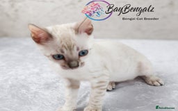 Bengal cats for sale: Champion line Superb Bengal Kittens  - Image 33