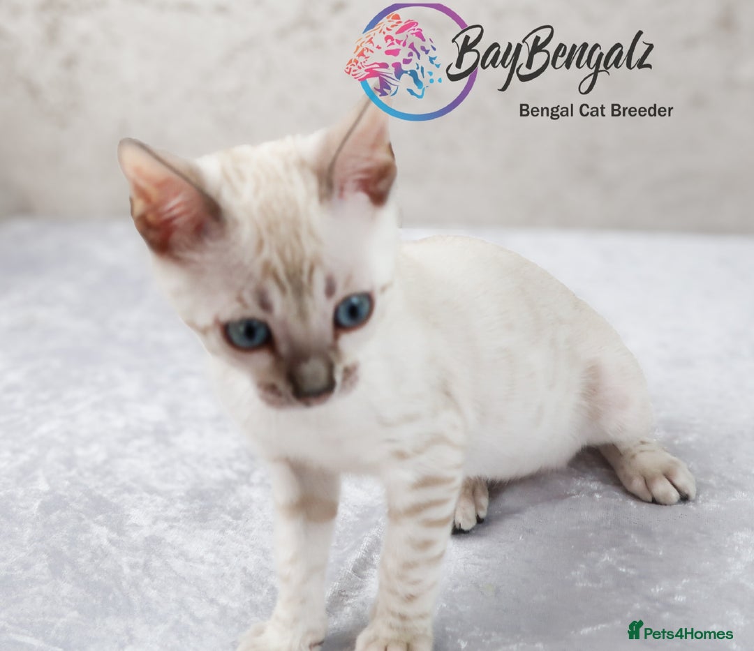 Bengal cats for sale: Champion line Superb Bengal Kittens  - Image 33