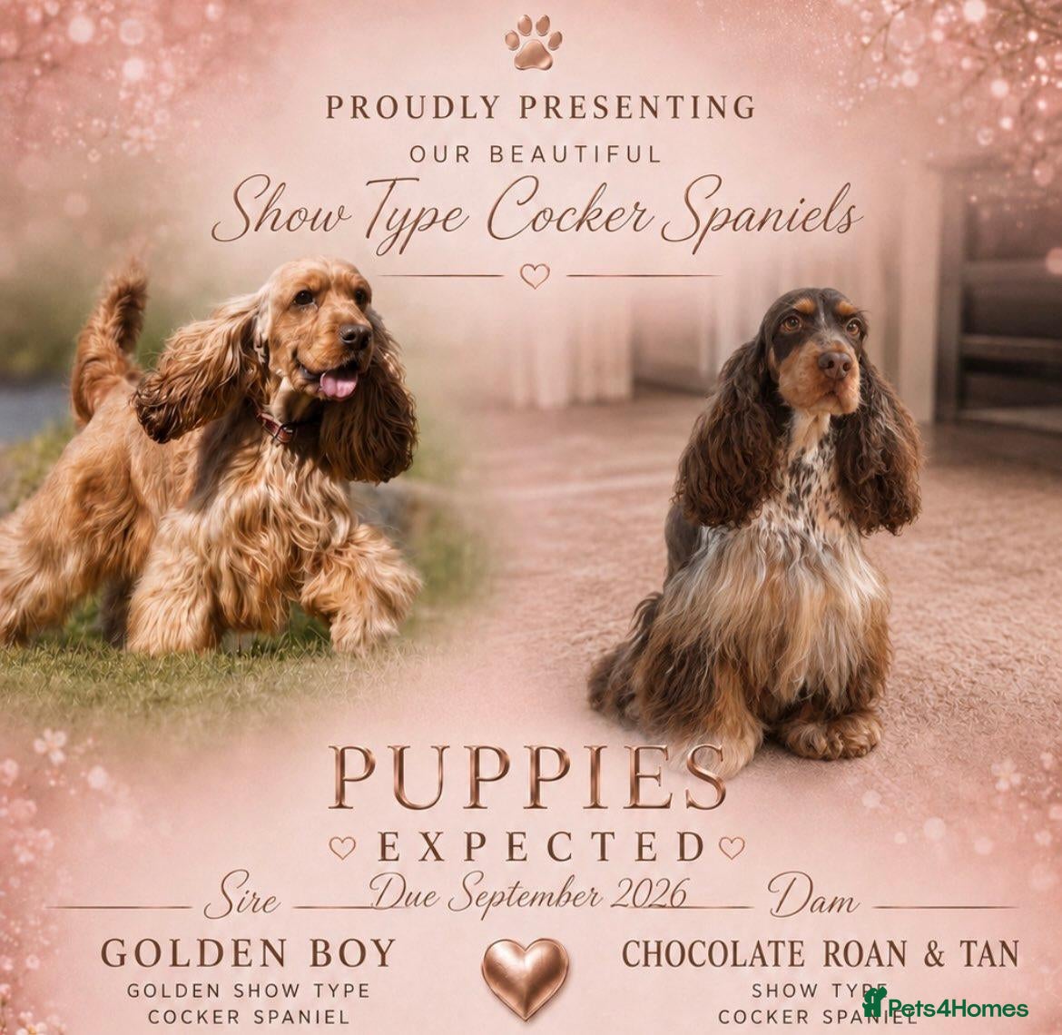 Cocker Spaniel dogs Show Type Cocker Spaniels  - Advert 1
