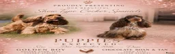 Cocker Spaniel dogs for sale: Show Type Cocker Spaniels  in Northallerton - Advert 1