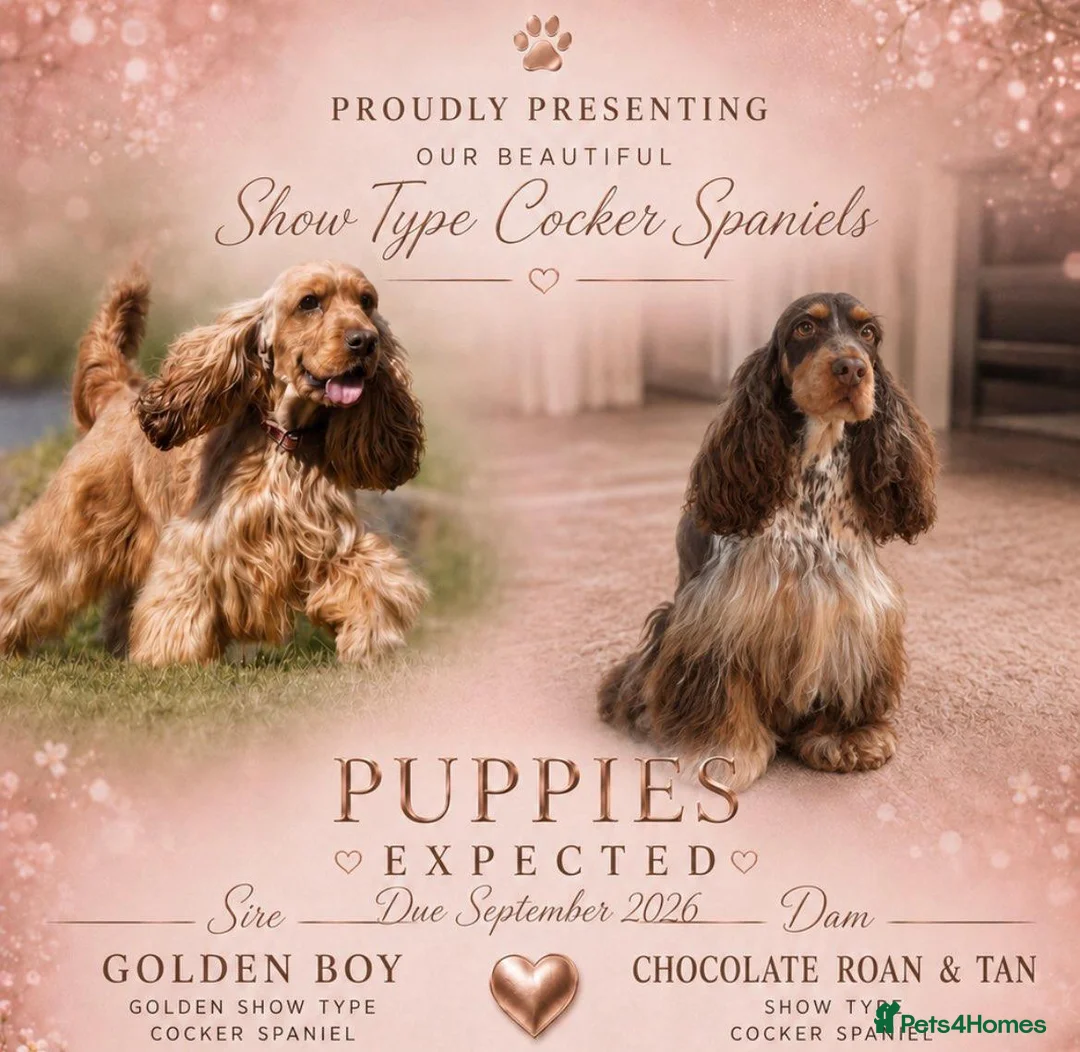 Cocker Spaniel dogs for sale: Show Type Cocker Spaniels  in Northallerton - Advert 1