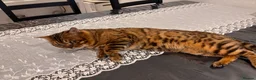 Bengal cats for sale: Bengal max - Advert 2