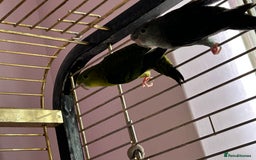 Parakeets birds for sale: Two lineolated parakeet both males - Image 2