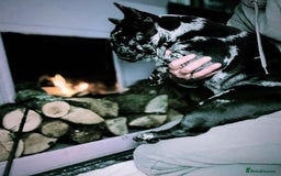 French Bulldog dogs for sale: Dottie French bulldog girl  - Image 18