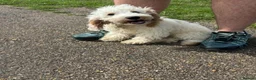 Cockapoo dogs for sale: Cockapoo puppy for sale lemon and white - Advert 3