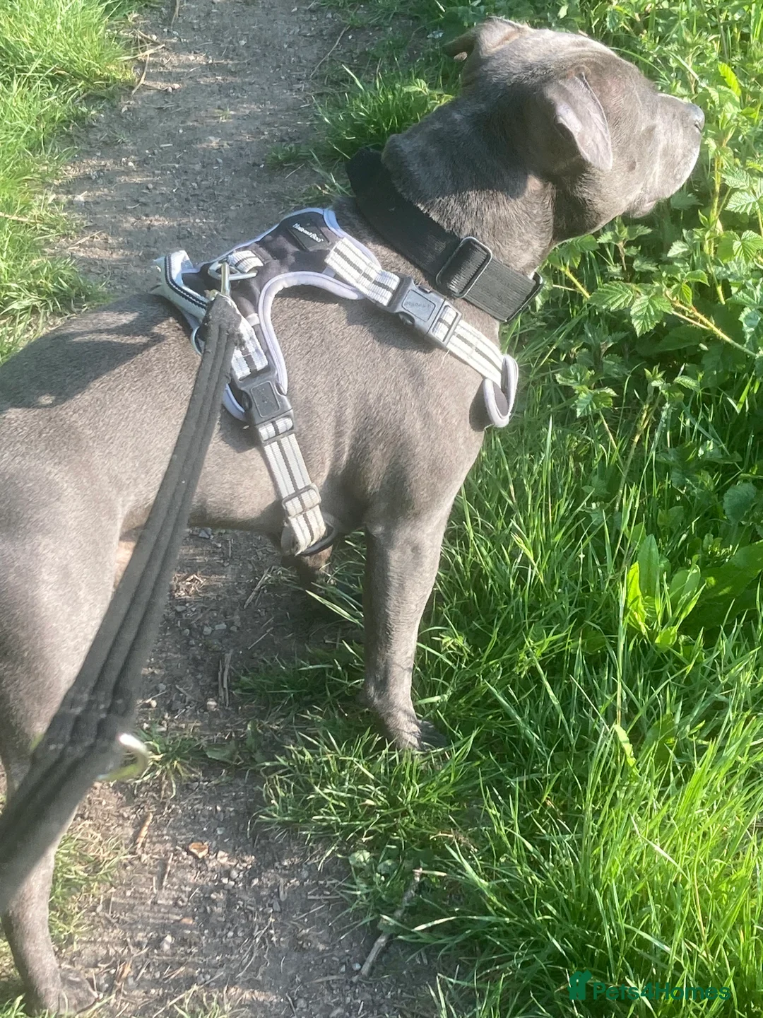 Staffordshire Bull Terrier dogs for stud: PROVEN - HSF4 and L-2-HGA Clear in Gravesend - Advert 6