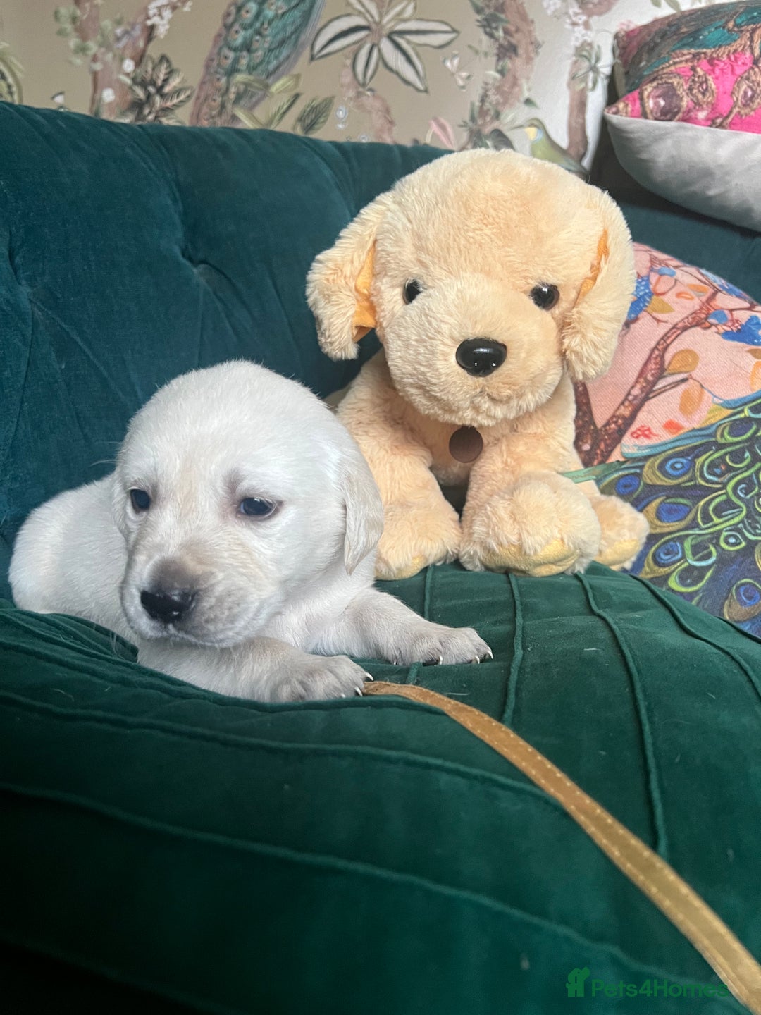 Goldador dogs for sale: Puppies- Goldadors (Golden retriever) (Labrador)  - Image 2