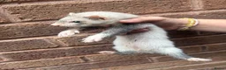 Ferret rodents for sale: Silver baby ferrets  - Advert 4