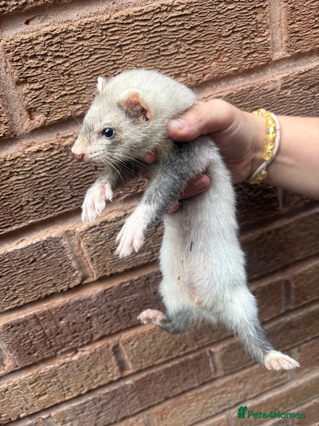 Ferret rodents for sale: Silver baby ferrets  - Advert 4