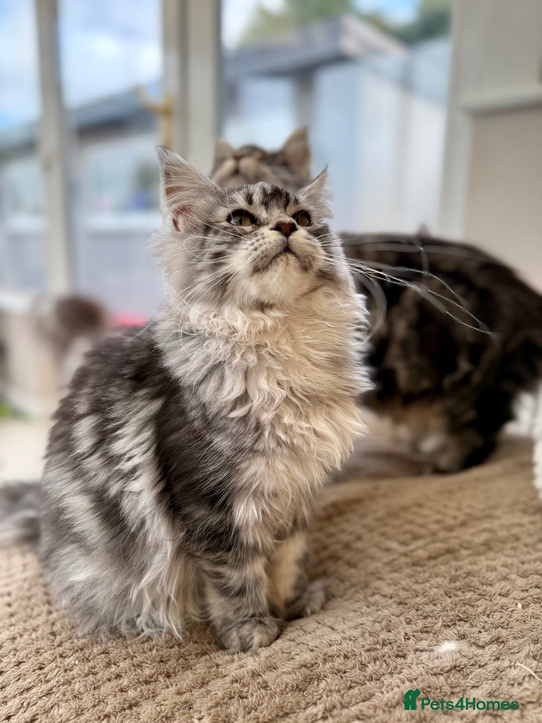 Maine Coon cats for sale: Outstanding pedigree kittens ACTIVE - Advert 27