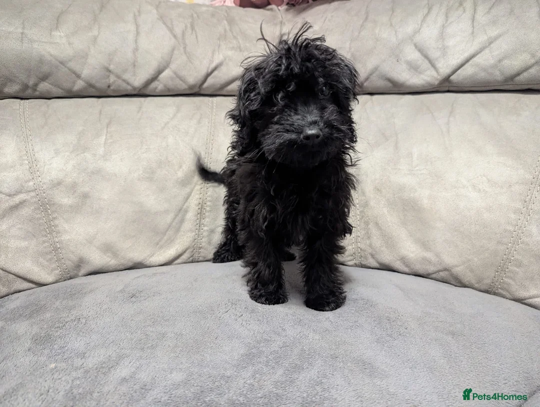 Cockapoo dogs for sale: 🐶 Black Girl (Tiny) 🐶 - Advert 7