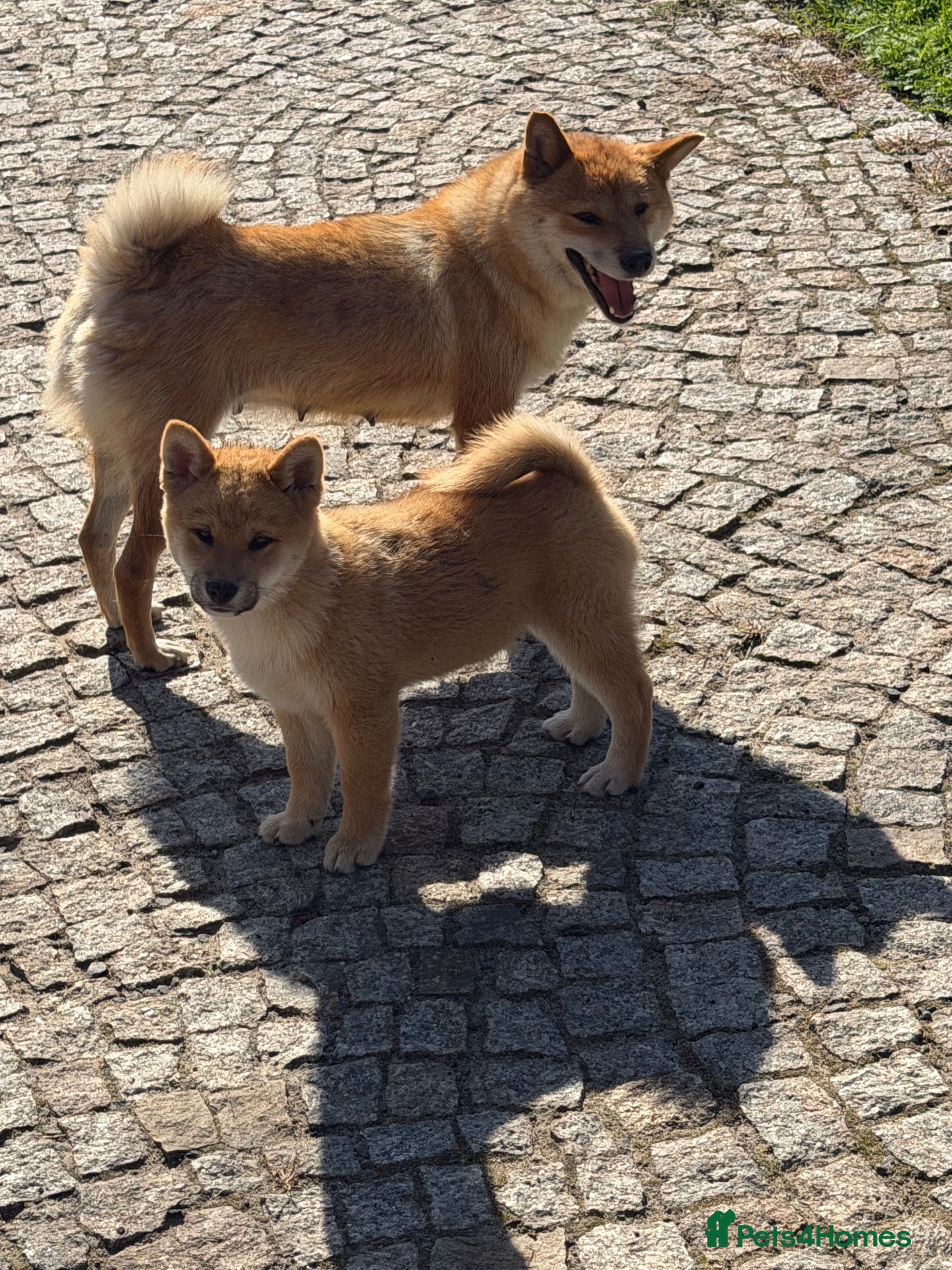 Japanese Shiba Inu dogs Shiba Inu puppies parents health tested  - Advert 2