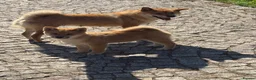 Japanese Shiba Inu dogs for sale: Shiba Inu puppies parents health tested  - Advert 2