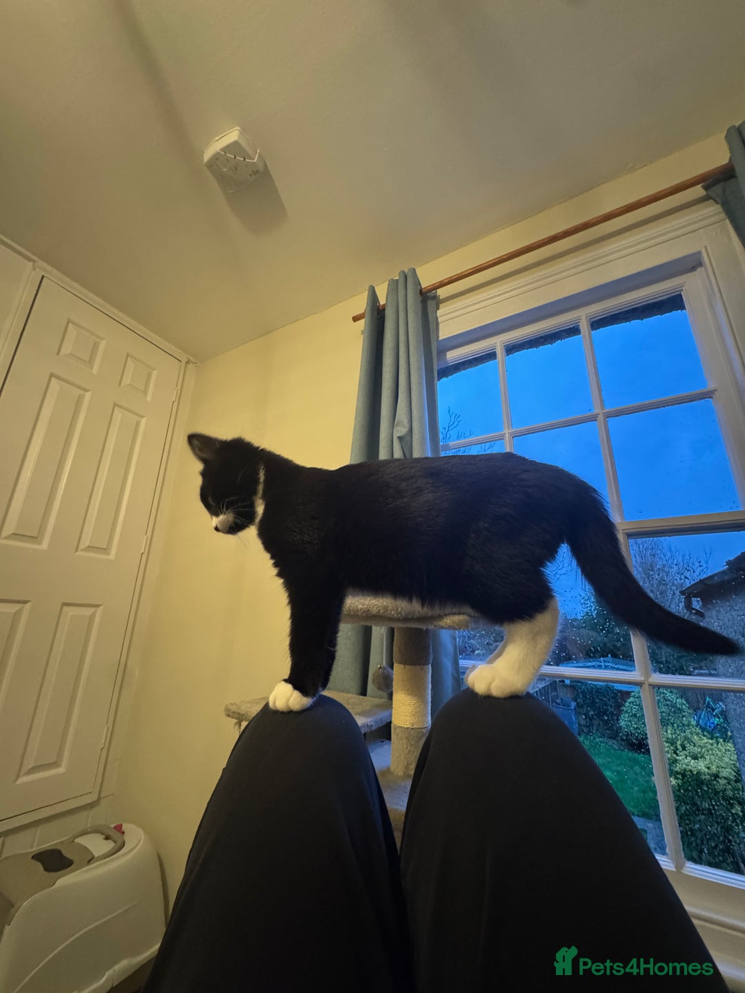 Mixed Breed cats for sale: 4 month old kitten  - Advert 2