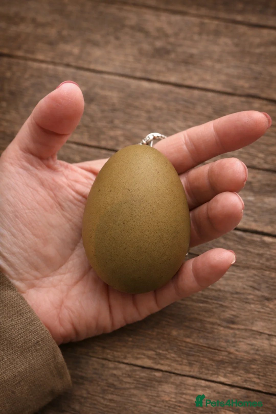 Chickens poultry for sale: 6x mixed breed fertile hatching eggs  in Ripley - Advert 2