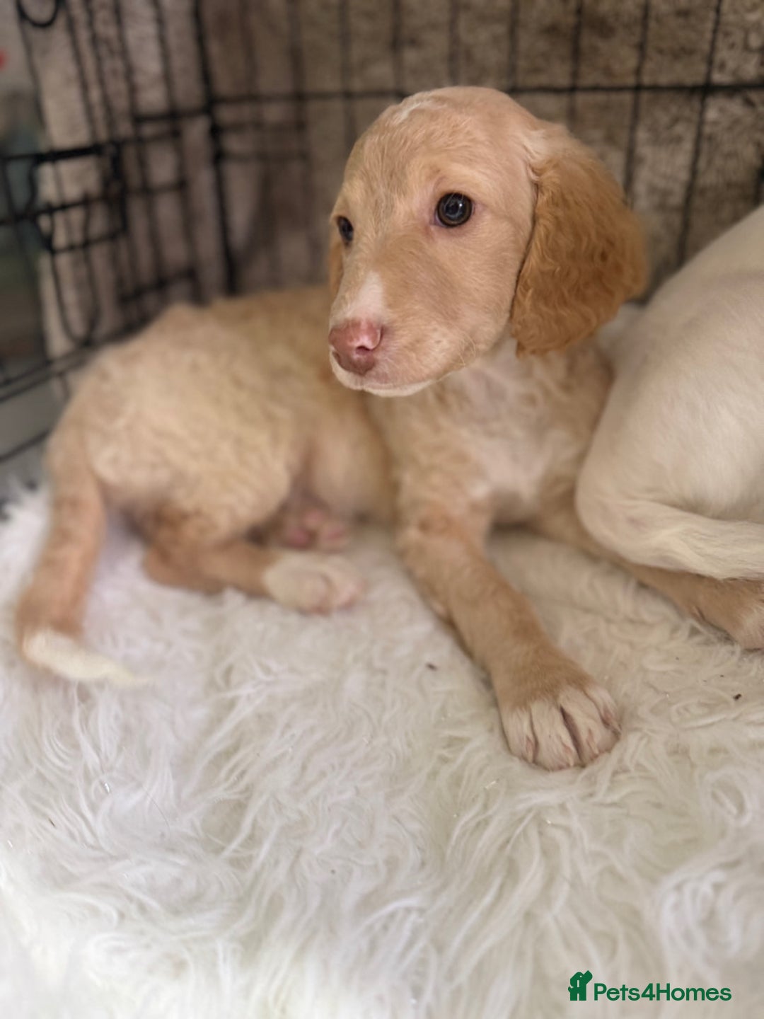 Cockapoo dogs for sale: F1b Cockapoo puppies - Advert 5