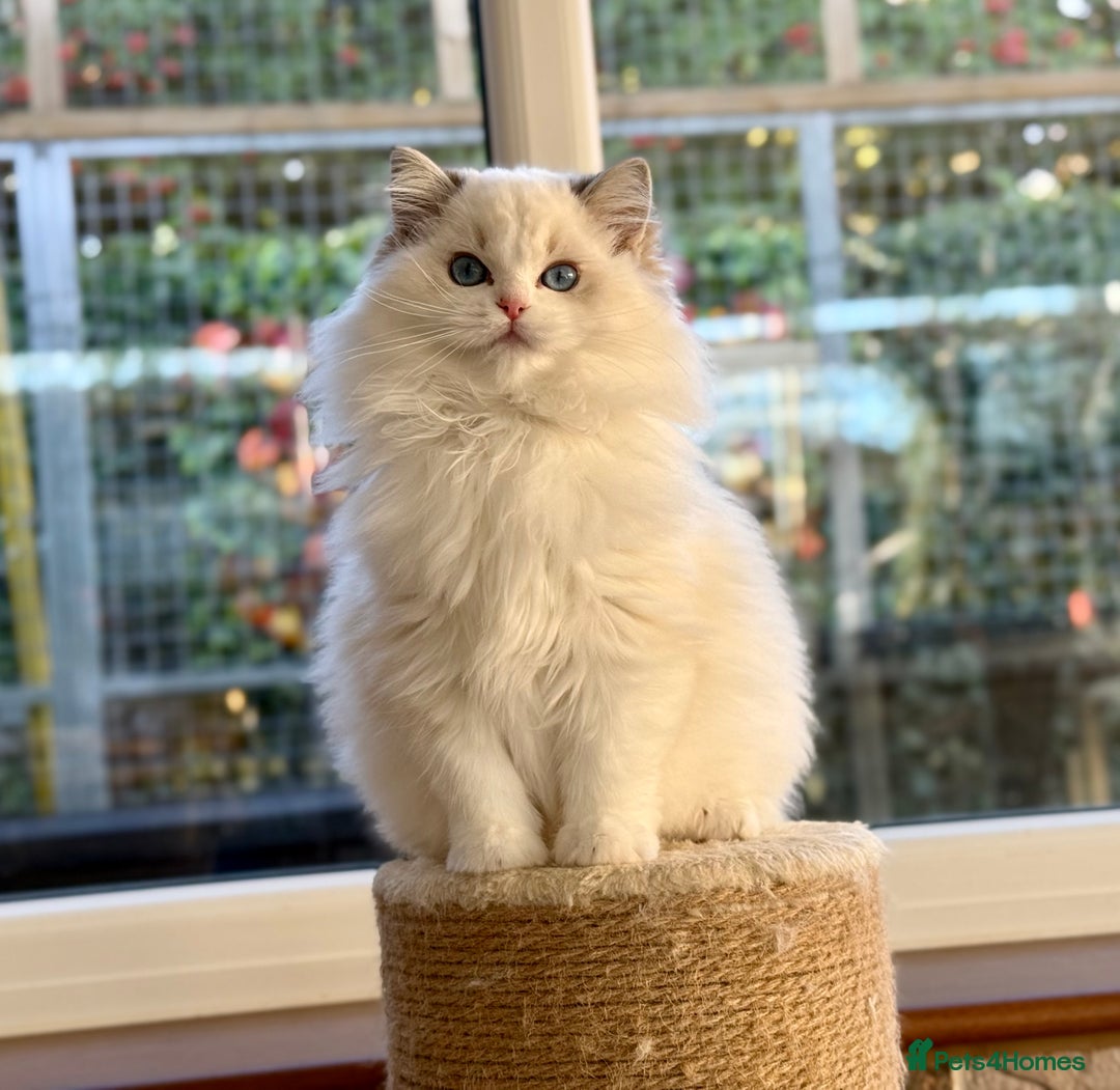 Ragdoll cats for sale: Ready to go active seal lynx girl  - Advert 3