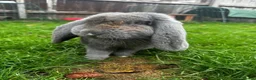 French Lop rabbits for sale: 🩷 French Lop Kits ready to leave tomorrow 🩷 - Advert 14
