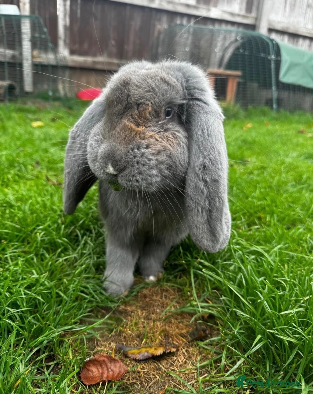 French Lop rabbits for sale: 🩷 French Lop Kits ready to leave tomorrow 🩷 - Advert 14