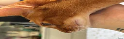 Abyssinian cats for sale: Pedigree Abyssinian boy for sale  - Advert 16