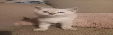 Tabby male
